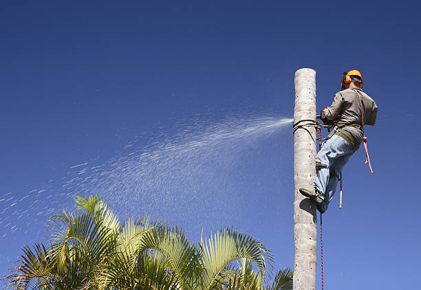 Tree and Shrub Care in Blue Ash, OH