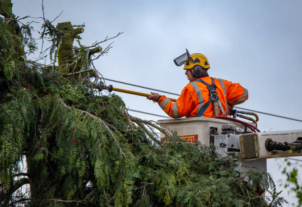 Best Tree and Shrub Care  in Blue Ash, OH