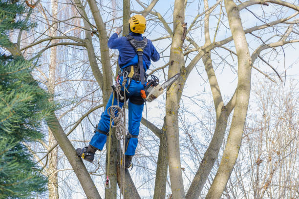 Best Hazardous Tree Removal  in Blue Ash, OH