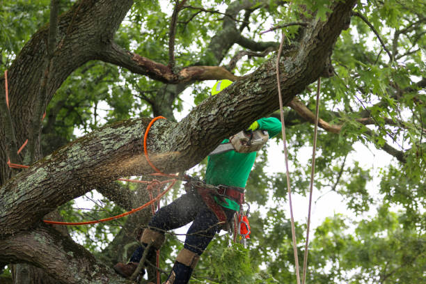 Best Tree Preservation Services  in Blue Ash, OH