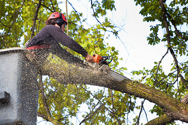 Best Tree Preservation Services  in Blue Ash, OH