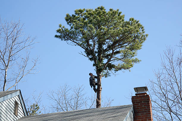 Best Root Management and Removal  in Blue Ash, OH