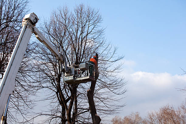 Best Fruit Tree Pruning  in Blue Ash, OH