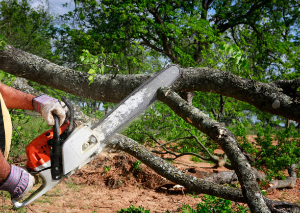 Best Tree Risk Assessment  in Blue Ash, OH