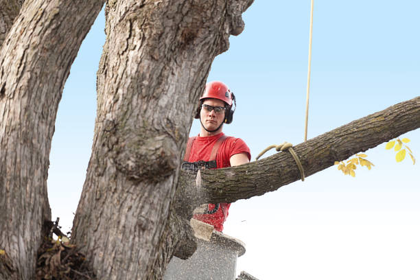  Blue Ash, OH Tree Services Pros