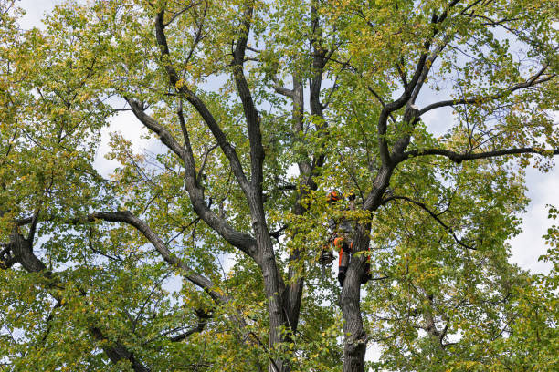 Reliable Blue Ash, OH Tree Services Solutions